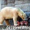 Zoo-Eisbär