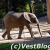 Zoo-Elefant