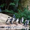 Zoo-Pingu